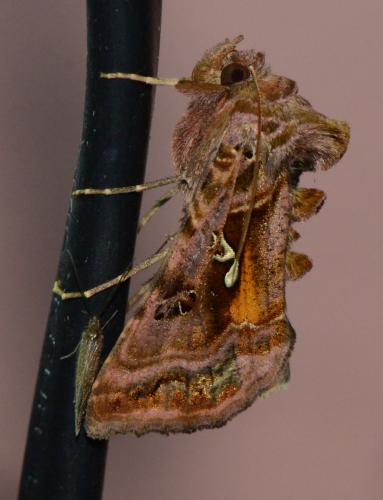Réf. 183 550 : Autographa pulchrina