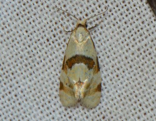 Réf. 183 693 : Aethes cnicana