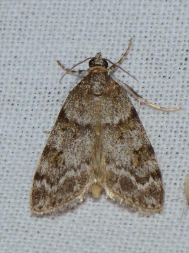 Réf. 183 978 : Scoparia basistrigalis