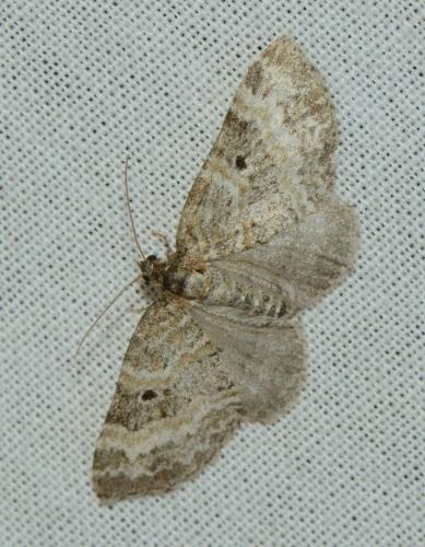 Pterapherapteryx sexalata