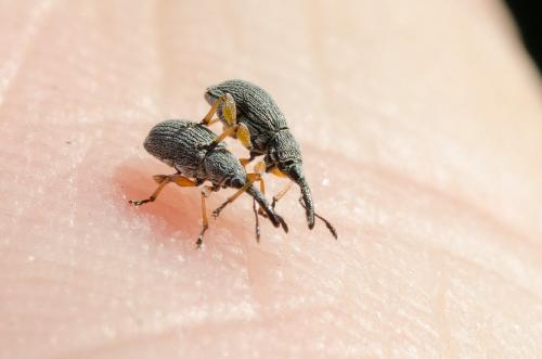 Rhopalapion longirostre