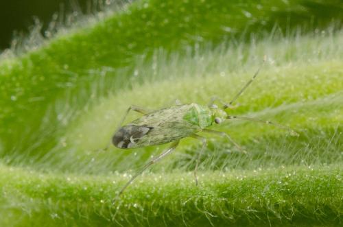 Macrotylus atricapillus