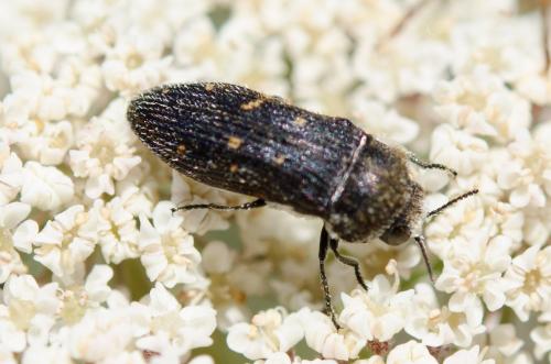 Réf. 183 259 : Acmaeoderella flavofasciata