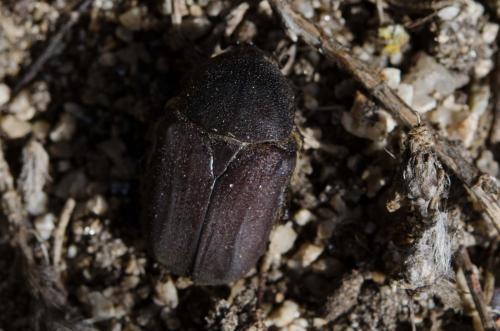 Netocia oblonga