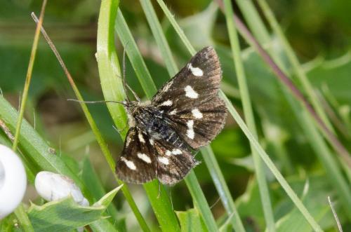 Réf. 183 465 : Eurrhypis pollinalis