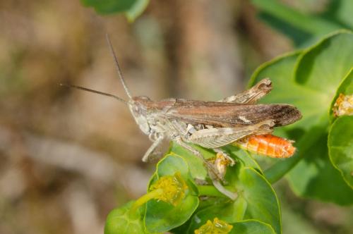 Réf. 183 514 : Chorthippus brunneus brunneus