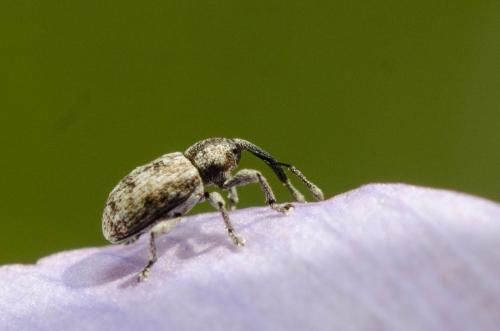 Smicronyx sp.