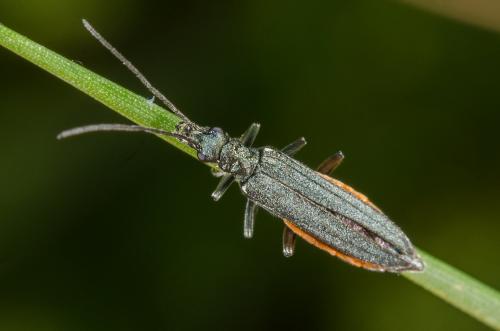Oedemera lurida