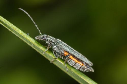 Réf. 183 470 : Oedemera lurida