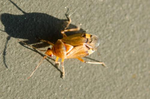 Réf. 183 852 : Deraeocoris flavilinea