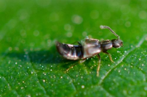 Réf. 183 853 : Aleocharinae inconnu