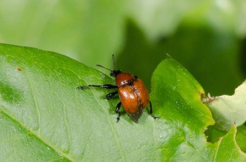 Attelabus nitens