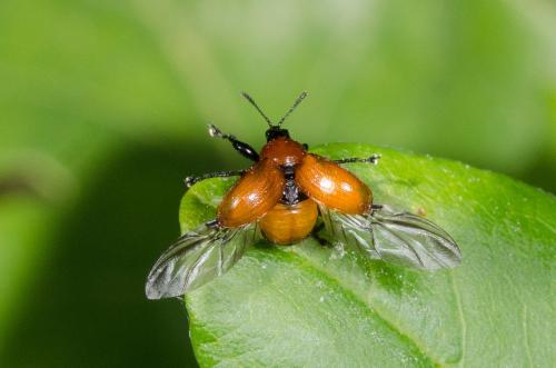 Attelabus nitens