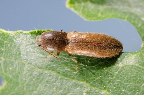Réf. 183 942 : Athous sp.