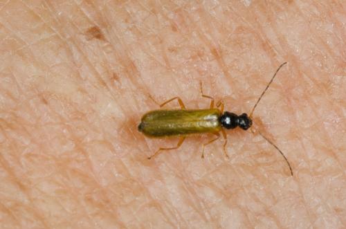 Rhagonycha lignosa