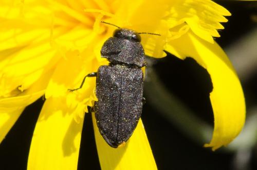 Réf. 183 850 : Anthaxia sp.