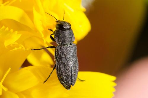 Réf. 183 851 : Anthaxia sp.