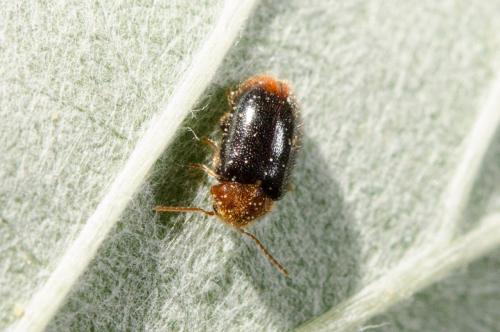 Ochina latreillii