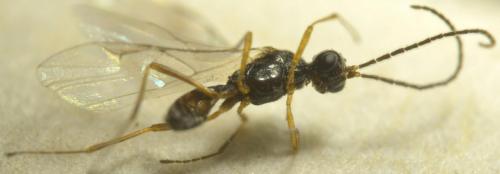 Réf. 183 111 : Blacus sp.