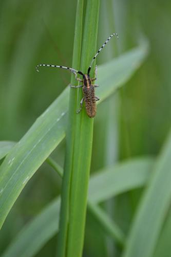 Agapanthia villosoviridescens
