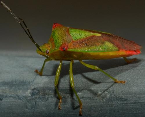 Acanthosoma haemorrhoidale haemorrhoidale