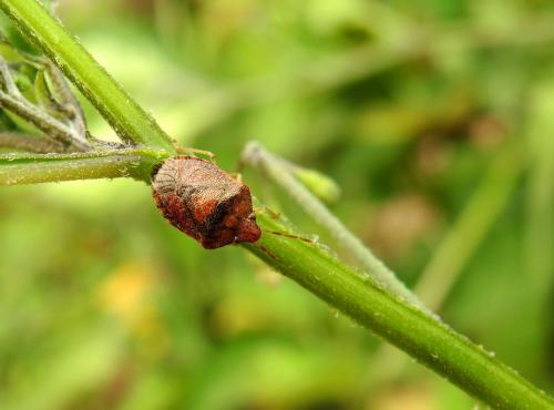 Dryadocoris apicalis