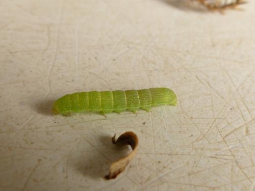 Réf. 183 402 : Trigonophora flammea