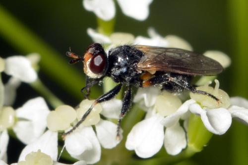 Thecophora sp.