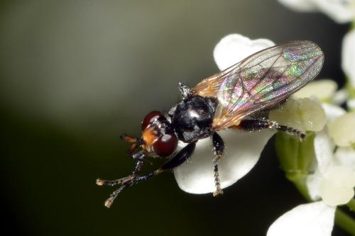 Thecophora sp.