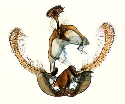 Réf. 183 109 : Endothenia sp.