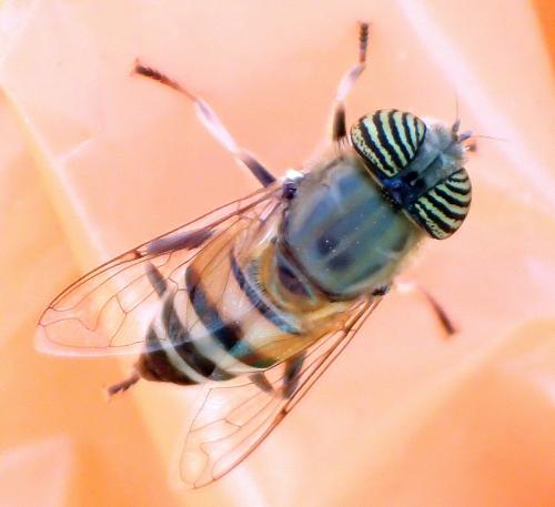 Réf. 183 302 : Eristalinus taeniops