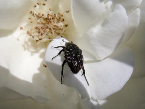 Oxythyrea funesta