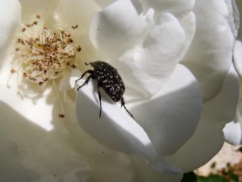 Oxythyrea funesta