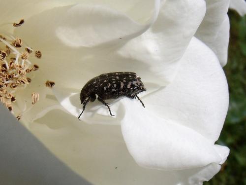 Oxythyrea funesta