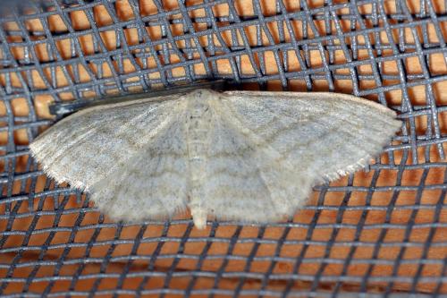 Réf. 183 695 : Idaea subsericeata
