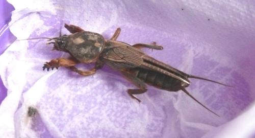 Réf. 183 238 : Gryllotalpa gryllotalpa