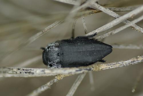 Réf. 183 843 : Capnodis tenebrionis