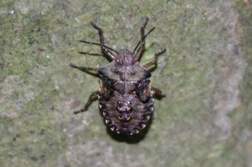 Réf. 183 671 : Pentatoma rufipes