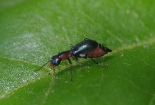Cyrtosus cyanipennis