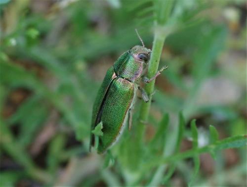 Latipalpis plana