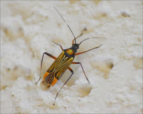 Miris striatus