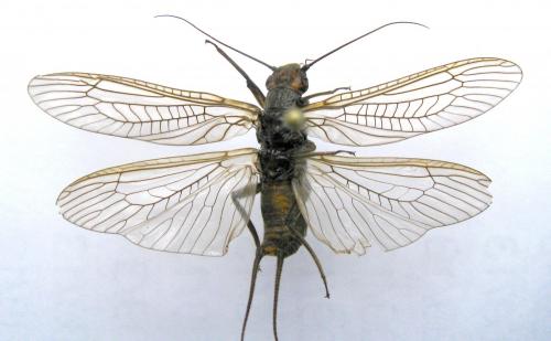 Réf. 183 764 : Dinocras cephalotes