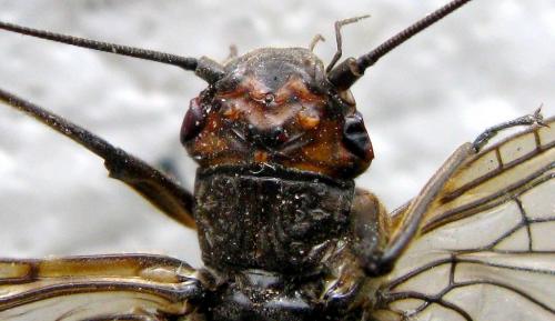 Réf. 183 766 : Dinocras cephalotes