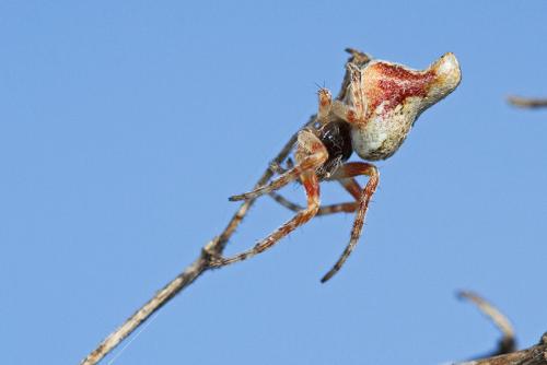Cyclosa algerica