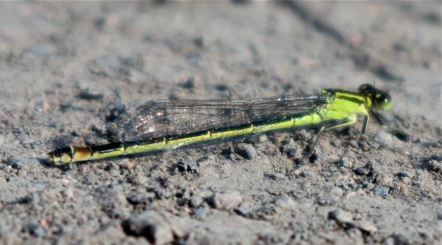 Ischnura elegans