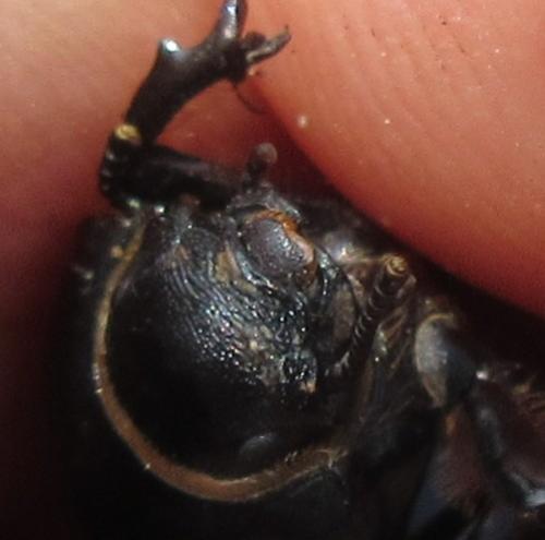 Réf. 183 535 : Erodius sp.