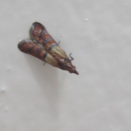 Réf. 183 986 : Plodia interpunctella