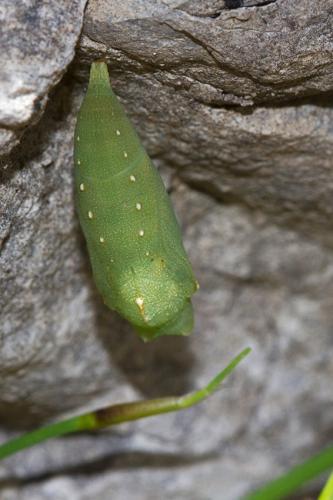 Lasiommata sp.