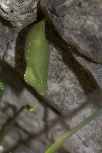 Lasiommata sp.