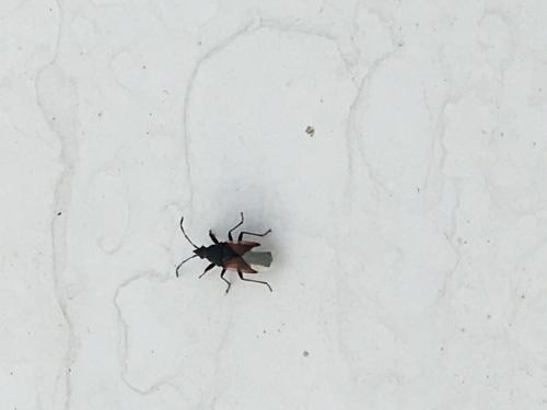 Réf. 183 575 : Oxycarenus lavaterae